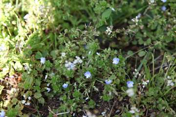 بهار دانشگاه 1399